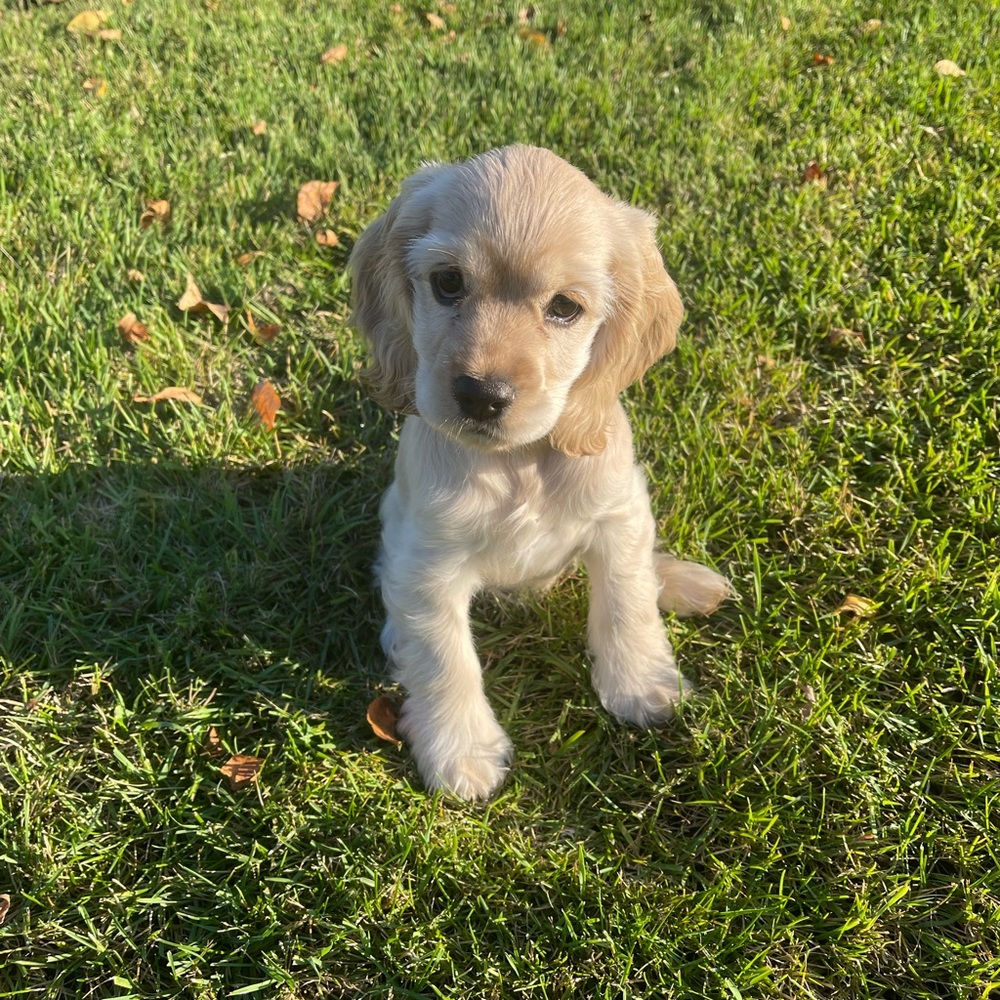 Meet your Posher, Adam